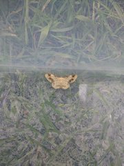 Idaea trigeminata