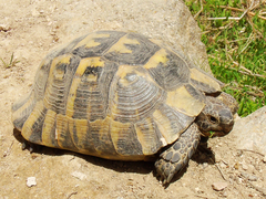 Testudo graeca