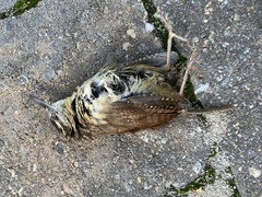 Thryothorus ludovicianus