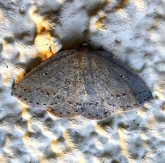 Drepanulatrix secundaria