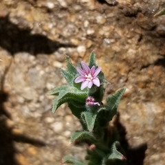 Epilobium campestre