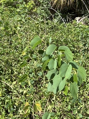 Bauhinia variegata candida