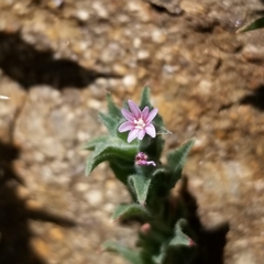 Epilobium campestre