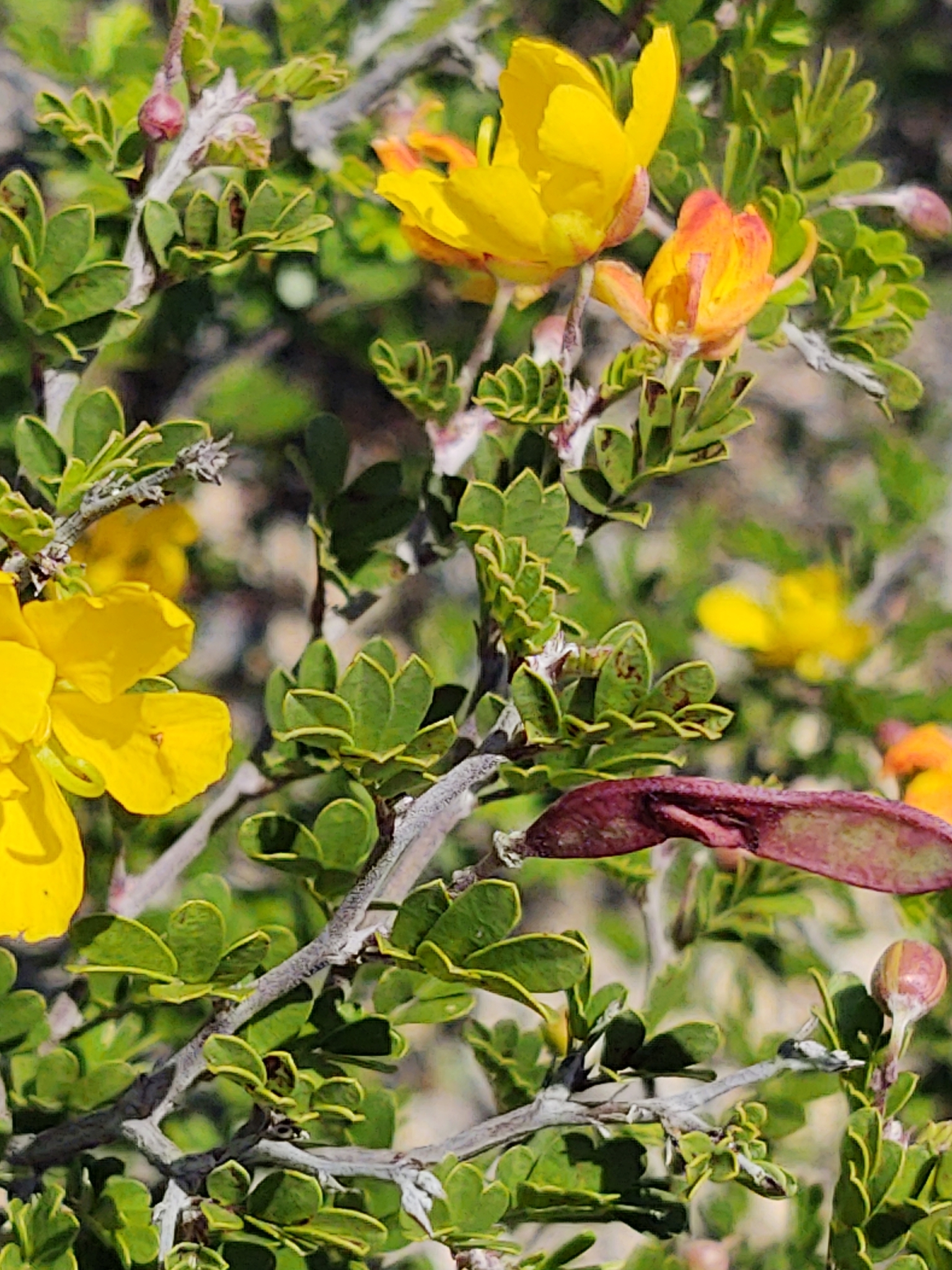 Chamaecrista greggii (A.Gray) Pollard ex A.Heller