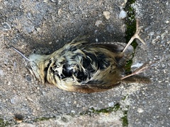 Thryothorus ludovicianus