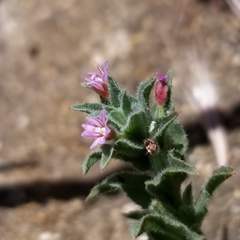 Epilobium campestre