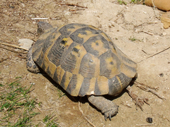 Testudo graeca