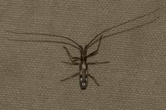 Olenecamptus indianus
