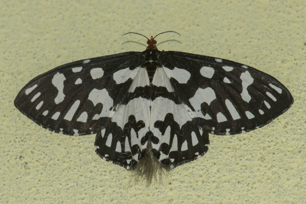 Pterothysaninae