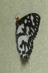 Pterothysanus atratus