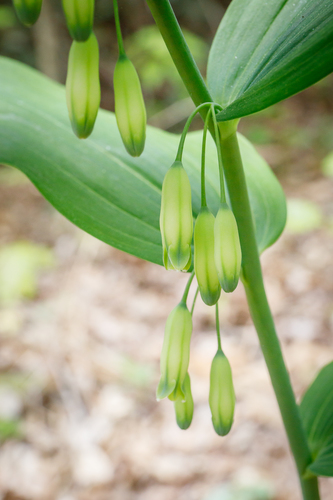 Photograph of Alternate-leaved Solomon's seals