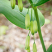 Alternate-leaved Solomon's Seals - Photo (c) dogbowlbookpile, some rights reserved (CC BY-NC), uploaded by dogbowlbookpile