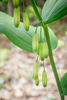 Alternate-leaved Solomon's Seals - Photo (c) dogbowlbookpile, some rights reserved (CC BY-NC), uploaded by dogbowlbookpile