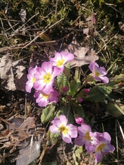 Primula × pruhonicensis
