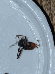 Myrmecocystus melliger