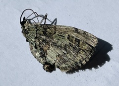 Hydriomena divisaria