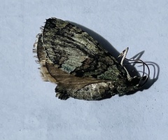 Hydriomena divisaria