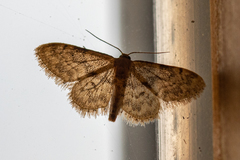 Idaea inquinata