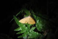 Synegia