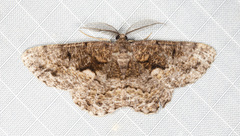 Hypomecis externaria