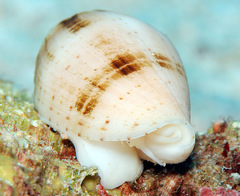 Pterygia nucea