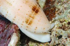 Pterygia nucea