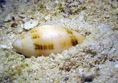 Pterygia nucea