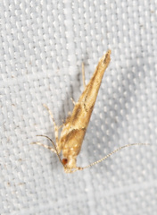 Pyroderces terminella