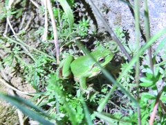 Hyla orientalis