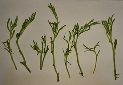 Magnoliopsida