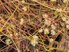 Cuscuta palaestina