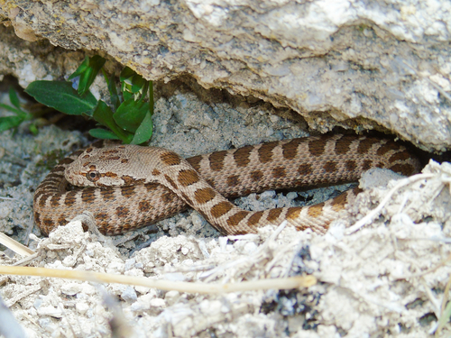 Asian Racer, Hemorrhois nummifer