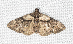 Eucymatoge peplodes