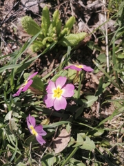 Primula × pruhonicensis