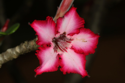Nature & Découverte - Bonjour, La Rose du désert (Adenium obesum