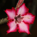 Adenium - Photo (c) Judy Gallagher, some rights reserved (CC BY), uploaded by Judy Gallagher