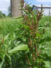 Rumex verticillatus