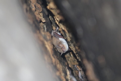 Myotis vivesi