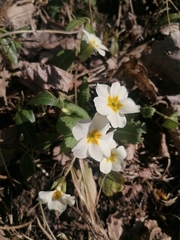Primula × pruhonicensis