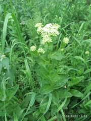Lepidium draba