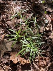 Galium uniflorum