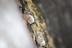 Myotis vivesi