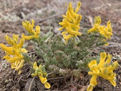 Corydalis aurea occidentalis