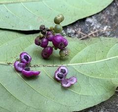 Psychotria nemorosa