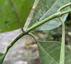 Psychotria nemorosa