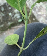 Psychotria nemorosa