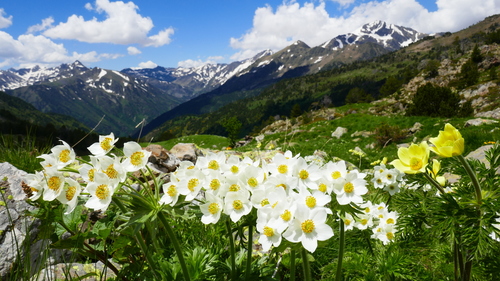 Anemone narcissiflora iNat (1)