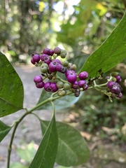 Psychotria nemorosa
