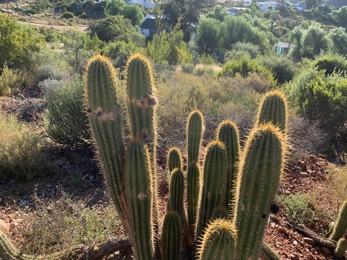 Soehrensia spachiana