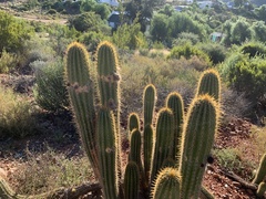 Trichocereus spachianus